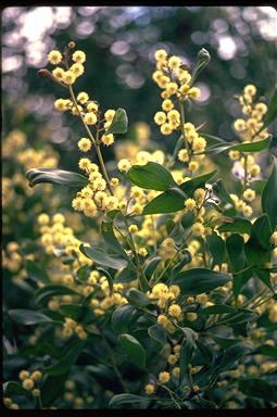 APII jpeg image of Acacia melanoxylon  © contact APII