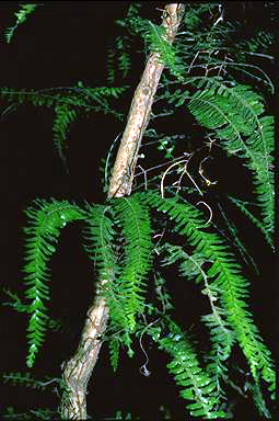 APII jpeg image of Arthropteris palisottii  © contact APII