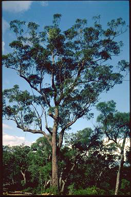 APII jpeg image of Corymbia gummifera  © contact APII