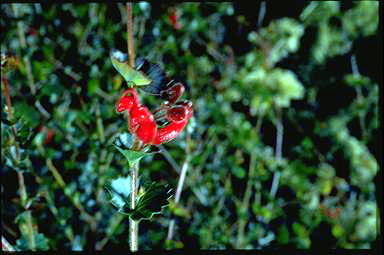 APII jpeg image of Grevillea infundibularis  © contact APII