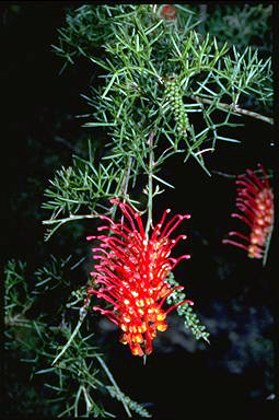 APII jpeg image of Grevillea treueriana  © contact APII