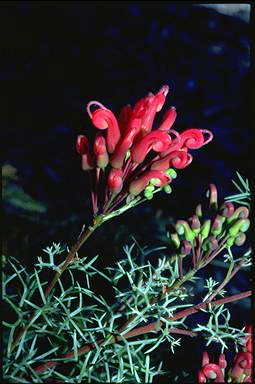 APII jpeg image of Grevillea wilsonii  © contact APII