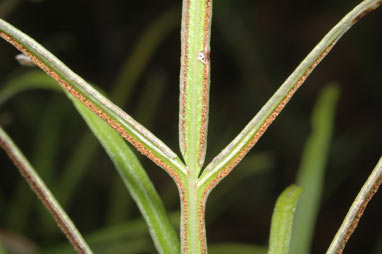 APII jpeg image of Pteris ensiformis  © contact APII