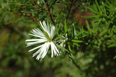 APII jpeg image of Pseudanthus ligulatus subsp. ligulatus  © contact APII