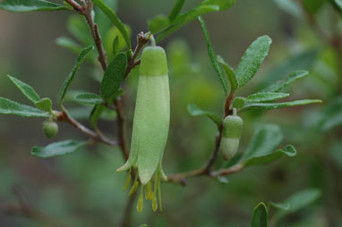 APII jpeg image of Correa glabra  © contact APII