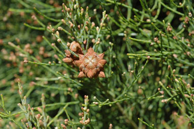 APII jpeg image of Gymnostoma australianum  © contact APII