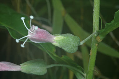 APII jpeg image of Macrostelia grandifolia  © contact APII