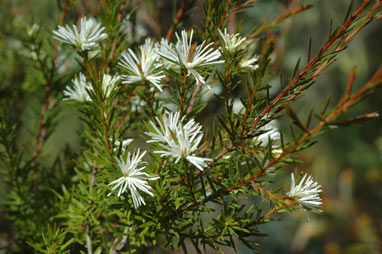 APII jpeg image of Pseudanthus ligulatus subsp. ligulatus  © contact APII