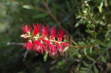 APII jpeg image of Callistemon citrinus 'Firebrand'  © contact APII