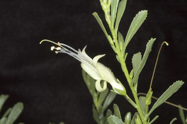 APII jpeg image of Eremophila veneta  © contact APII