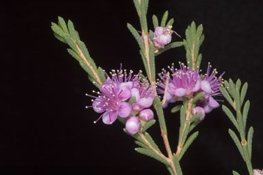 APII jpeg image of Hypocalymma asperum  © contact APII