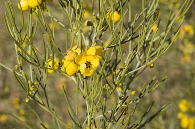 APII jpeg image of Senna artemisioides  © contact APII