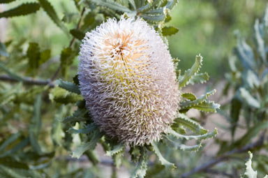 APII jpeg image of Banksia baueri  © contact APII