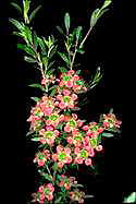 Leptospermum 'Aphrodite' - click for larger image