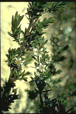 APII jpeg image of Leptospermum grandifolium  © contact APII