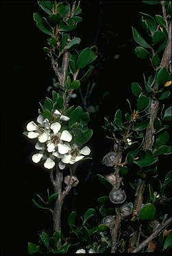 APII jpeg image of Leptospermum micromyrtus  © contact APII