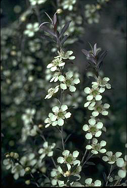 APII jpeg image of Leptospermum morrisonii  © contact APII