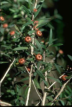 APII jpeg image of Leptospermum morrisonii  © contact APII