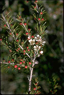 APII jpeg image of Leptospermum 'Sea Foam'  © contact APII