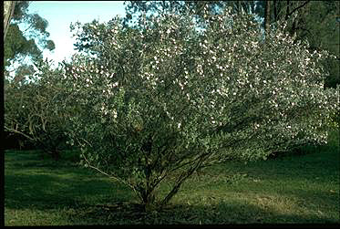 APII jpeg image of Leptospermum sericeum  © contact APII