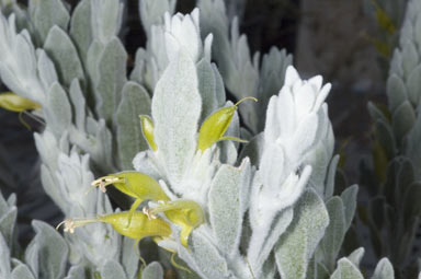 APII jpeg image of Eremophila glabra subsp. elegans  © contact APII