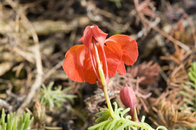 APII jpeg image of Lechenaultia formosa  © contact APII