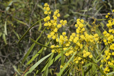 APII jpeg image of Acacia hakeoides  © contact APII