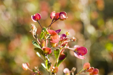 APII jpeg image of Dodonaea viscosa subsp. cuneata  © contact APII