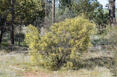 APII jpeg image of Acacia parramattensis  © contact APII