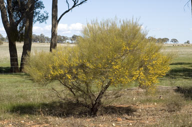 APII jpeg image of Acacia rigens  © contact APII