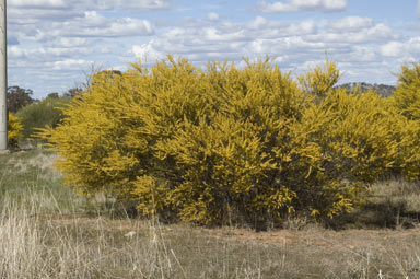 APII jpeg image of Acacia havilandiorum  © contact APII