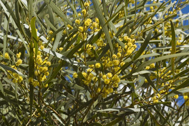 APII jpeg image of Acacia hakeoides  © contact APII