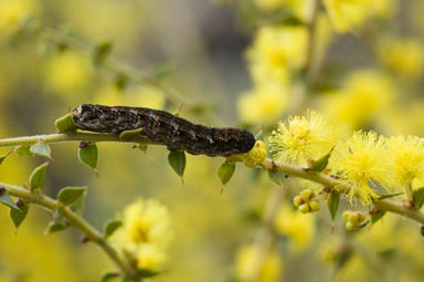 APII jpeg image of Acacia amblygona  © contact APII