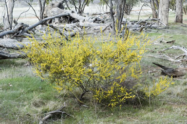 APII jpeg image of Acacia amblygona  © contact APII