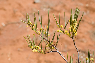 APII jpeg image of Acacia havilandiorum  © contact APII