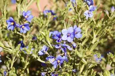 APII jpeg image of Halgania cyanea var. tuberculosa  © contact APII