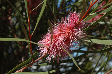 APII jpeg image of Hakea multilineata  © contact APII