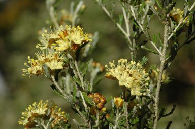 APII jpeg image of Phebalium glandulosum subsp. macrocalyx  © contact APII