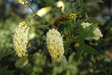 APII jpeg image of Grevillea flexuosa  © contact APII