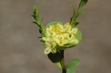 APII jpeg image of Pimelea flava subsp. flava  © contact APII