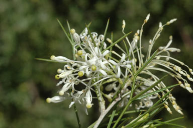 APII jpeg image of Grevillea anethifolia  © contact APII