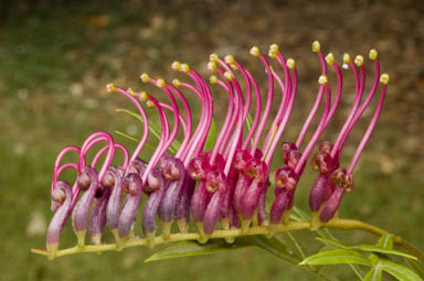 APII jpeg image of Grevillea 'Bronze Rambler'  © contact APII