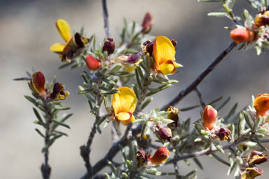 APII jpeg image of Pultenaea  © contact APII