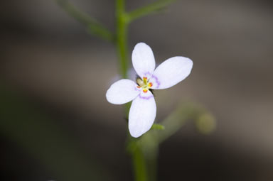 APII jpeg image of Stylidium laricifolium  © contact APII