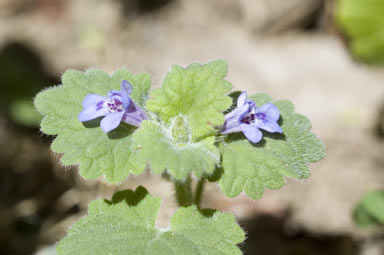 APII jpeg image of Stachys arvensis  © contact APII