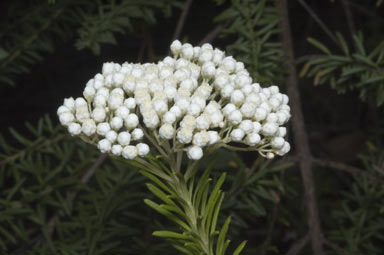 APII jpeg image of Ozothamnus diosmifolius  © contact APII