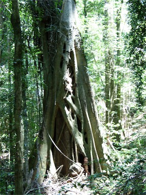 APII jpeg image of Ficus watkinsiana  © contact APII