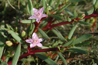 APII jpeg image of Sesuvium portulacastrum  © contact APII