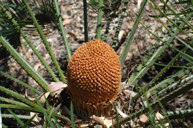 APII jpeg image of Cycas megacarpa  © contact APII