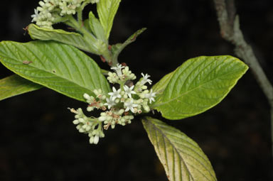 APII jpeg image of Psychotria sp.  © contact APII